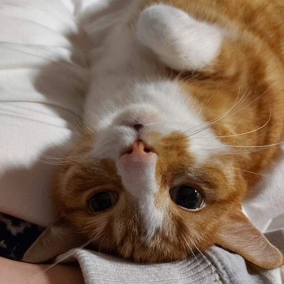 My Cats 𓃠🧡🧡𓃠 - Picture 12 of 16